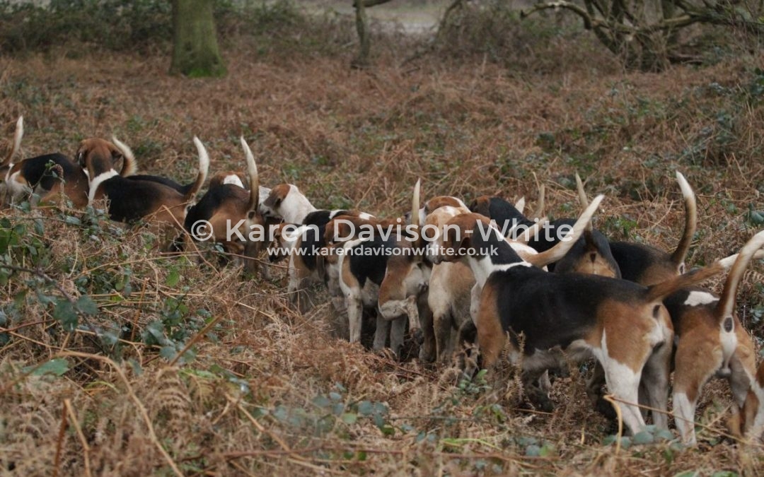 Waveney Harriers at Somerleyton 28.1.18 final take