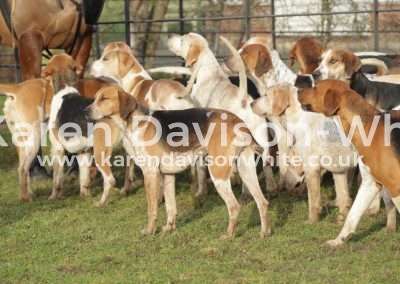 IMG_0928E& S Foxhounds karendavisonwhite