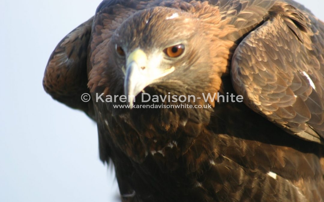 Happy New Year! The Golden Eagle – “Rule the World” they rule the skies!