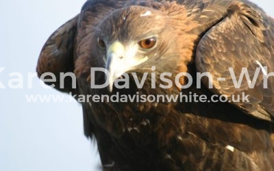 Happy New Year! The Golden Eagle – “Rule the World” they rule the skies!