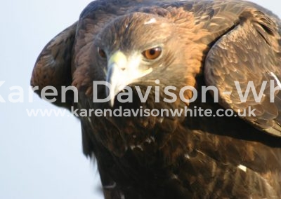 IMG_4266golden eagle karendavisonwhite