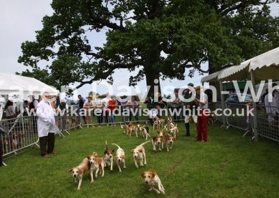 IMG_7469Stour Valley Beagles