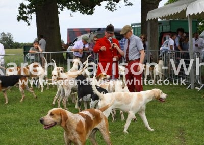 IMG_7482Suffolk Foxhounds