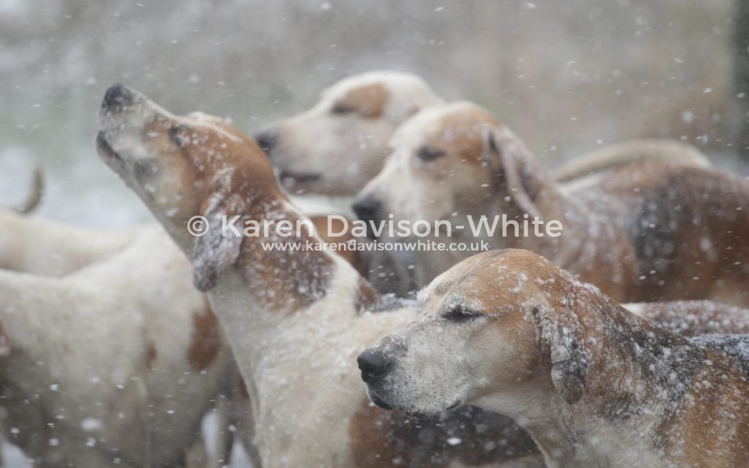 South Wold Foxhounds 17.3.18 –  Let it snow – Let it snow – Let it snow!