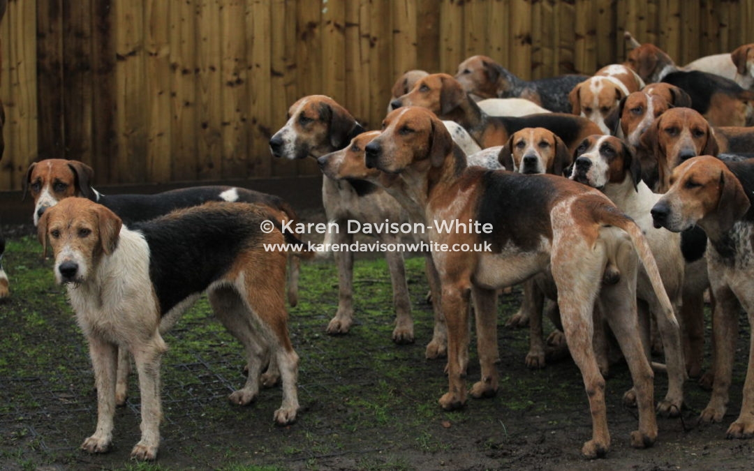 FOXHOUNDS