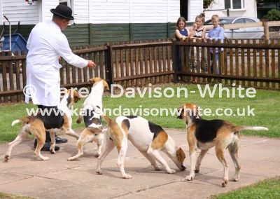 IMG_5217 Ross Dog hounds