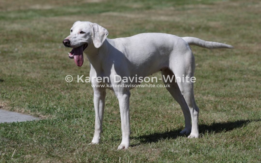 North Norfolk Harriers Puppy Show 1.7.18