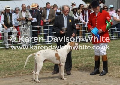 IMG_9131Dulverton West Griffin by NC Greenwich 13won stallion class